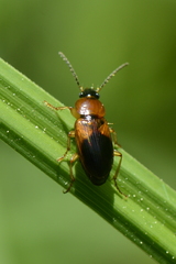 Stenolophus teutonus