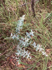 Acacia podalyriifolia