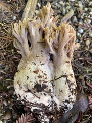 Ramaria violaceibrunnea