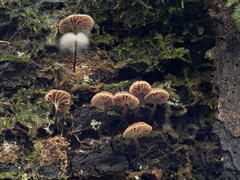 Micromphale arbuticola