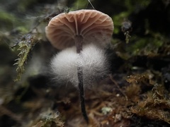 Micromphale arbuticola