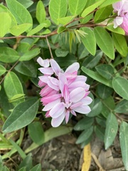 Indigofera decora
