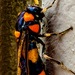 Pergid Sawflies - Photo (c) melc83f, some rights reserved (CC BY-NC)