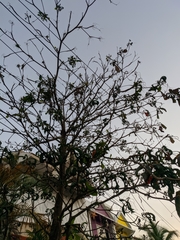 Terminalia catappa