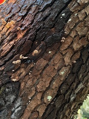 Micromphale arbuticola