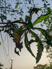 Terminalia catappa