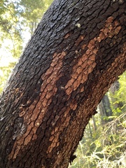Micromphale arbuticola