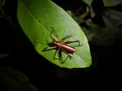 Listroscelidinae