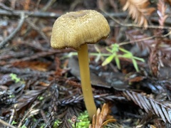 Entoloma formosum