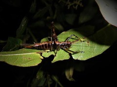 Listroscelidinae