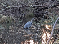 Ardea herodias