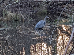 Ardea herodias