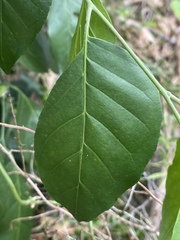 Micromelum minutum
