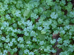 Geranium lucidum
