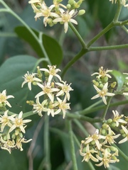 Micromelum minutum