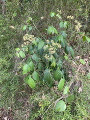 Micromelum minutum