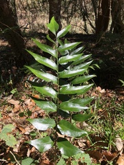 Cyrtomium devexiscapulae