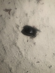 Rostroraja eglanteria