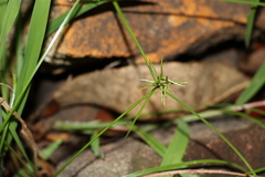 Cyperus bowmanni