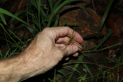 Cyperus bowmanni