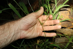 Cyperus bowmanni
