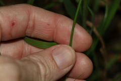 Cyperus bowmanni