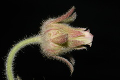 Geum triflorum ciliatum
