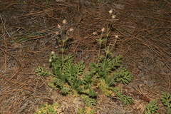 Geum triflorum ciliatum