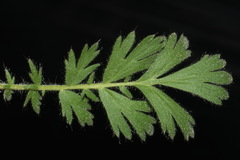 Geum triflorum ciliatum