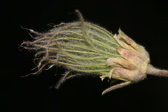 Geum triflorum ciliatum