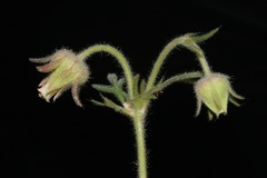 Geum triflorum ciliatum