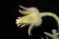 Geum triflorum ciliatum