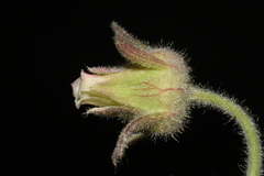Geum triflorum ciliatum