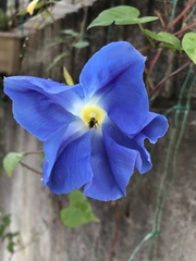 Angiospermae