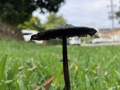 Coprinus spadiceisporus
