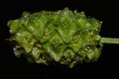 Sanguisorba occidentalis