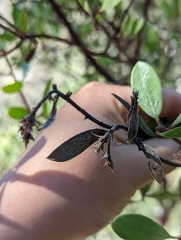Arctostaphylos bakeri bakeri