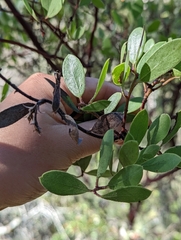Arctostaphylos bakeri bakeri