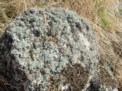 Stereocaulon corticatulum