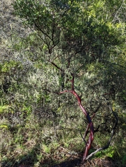 Arctostaphylos bakeri bakeri