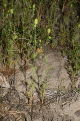 Sanguisorba occidentalis