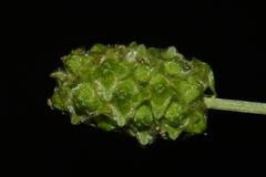 Sanguisorba occidentalis