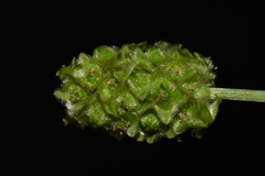 Sanguisorba occidentalis