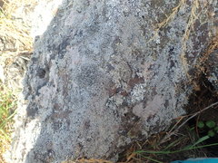 Stereocaulon corticatulum
