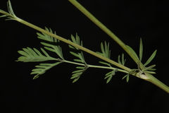 Sanguisorba occidentalis