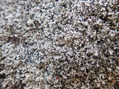 Stereocaulon corticatulum