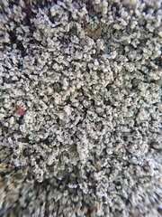 Stereocaulon corticatulum
