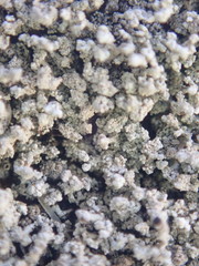 Stereocaulon corticatulum