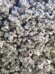 Stereocaulon corticatulum