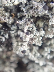 Stereocaulon corticatulum